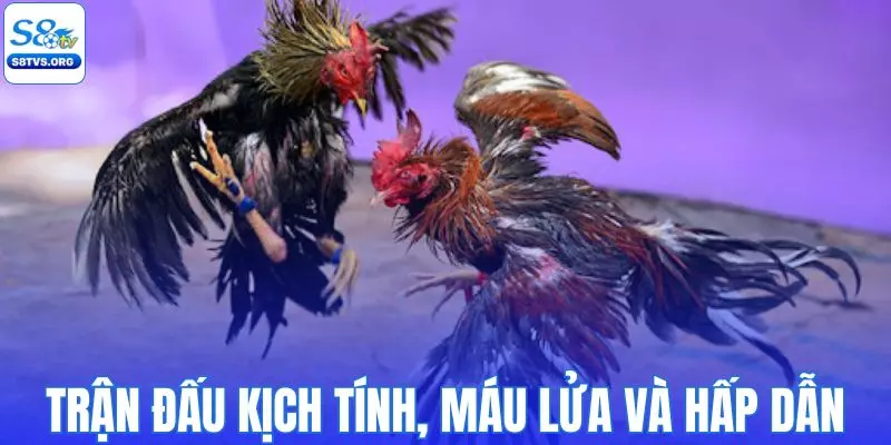 Các trận đấu kịch tính, máu lửa và hấp dẫn