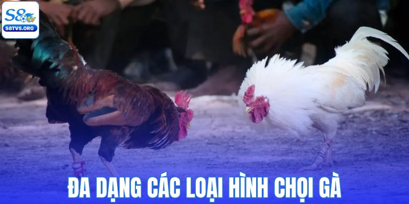 Đa dạng các loại hình chọi gà ăn khách