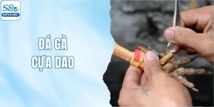 Đá Gà Cựa Dao S8tv - Những Trận Đấu Kịch Tính Và Đẫm Máu