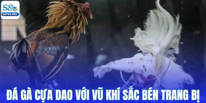 Đá gà cựa dao với vũ khí sắc bén trang bị thêm