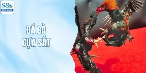 Đá Gà Cựa Sắt - Sức Hút Loại Hình Thi Đấu Số 1 Tại S8tv