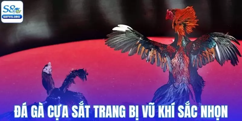 Đá gà cựa sắt được trang bị thêm vũ khí sắc nhọn