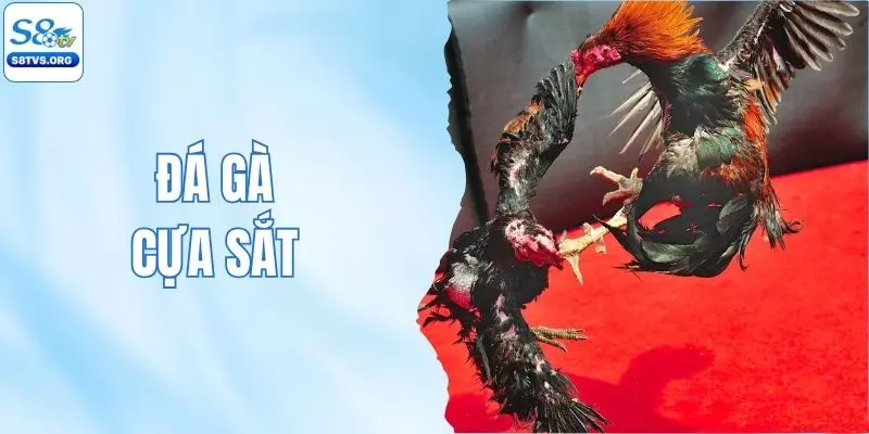 Đá Gà Cựa Sắt - Sức Hút Loại Hình Thi Đấu Số 1 Tại S8tv