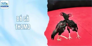Đá Gà Thomo S8tv - Những Màn Đấu Đẳng Cấp, Kịch Tính