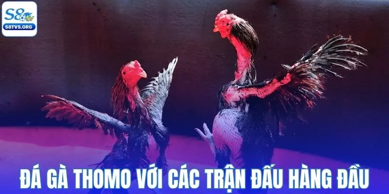 Đá gà Thomo với các trận đấu hàng đầu tại Campuchia
