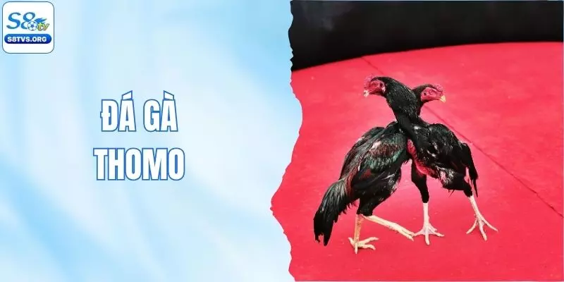 Đá Gà Thomo S8tv - Những Màn Đấu Đẳng Cấp, Kịch Tính