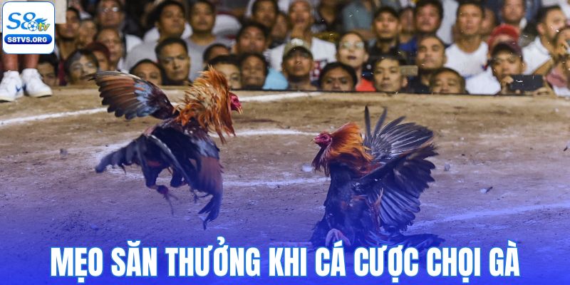 Mẹo săn thưởng khi tham gia cược chọi gà