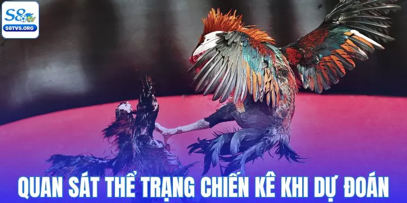 Nên quan sát thể trạng chiến kê trước khi dự đoán