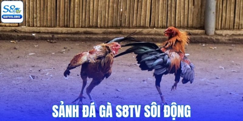 Sảnh đá gà S8tv siêu sôi động